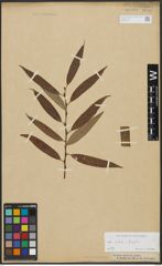 Foto von Salix alba L. x Salix fragilis L.